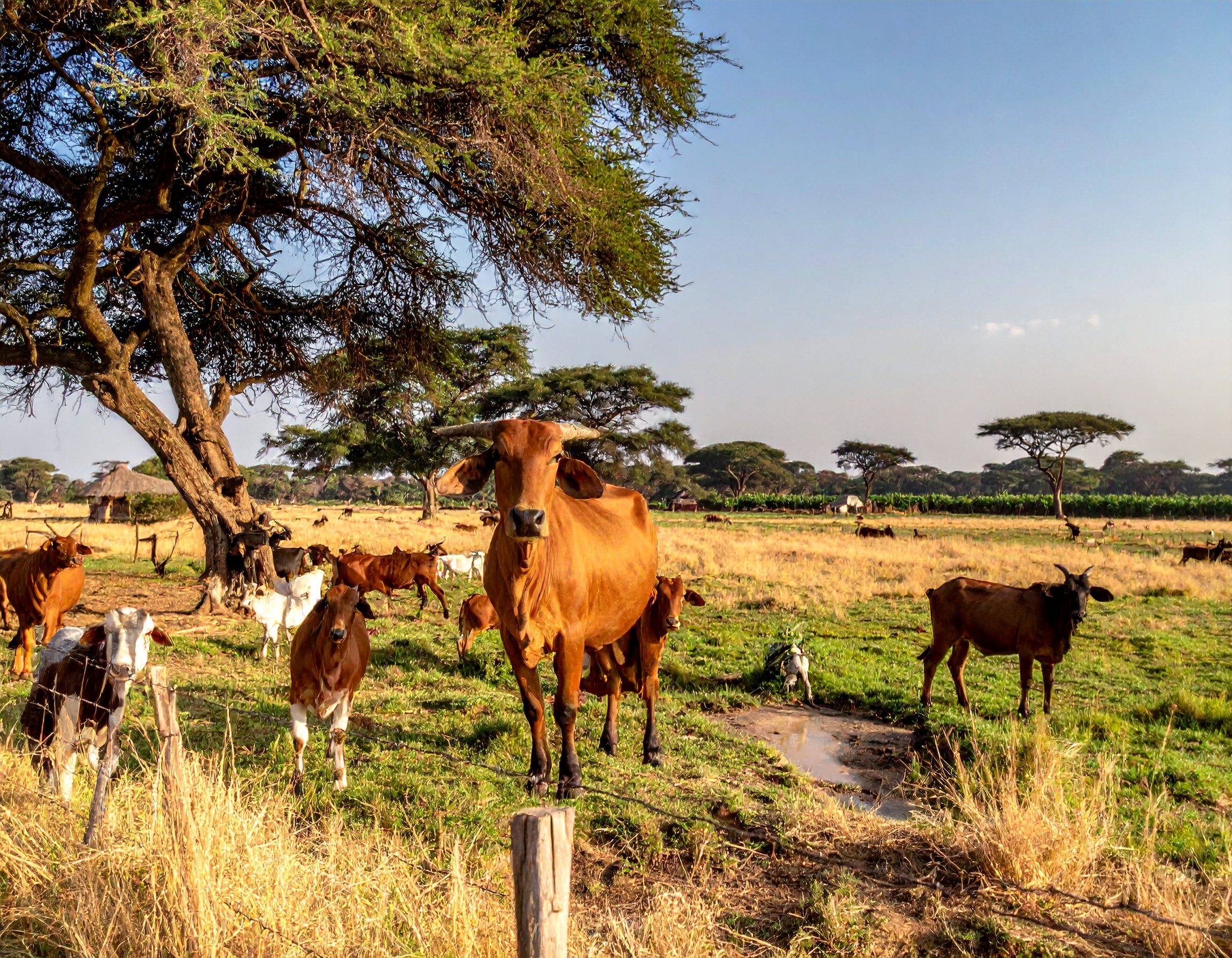 Livestock